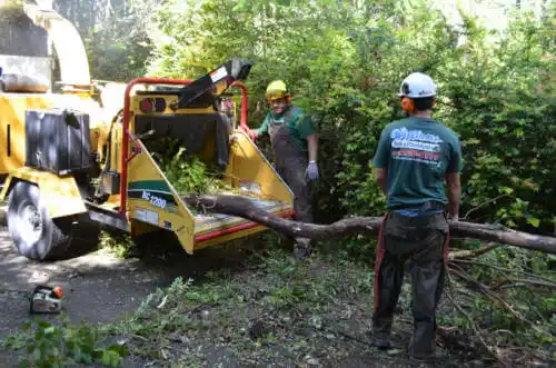 tree services Sacramento